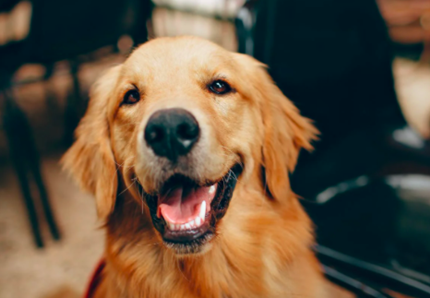 Affinità uomo e cane...